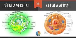 vegetal vs animal.jpg - Maria Agra