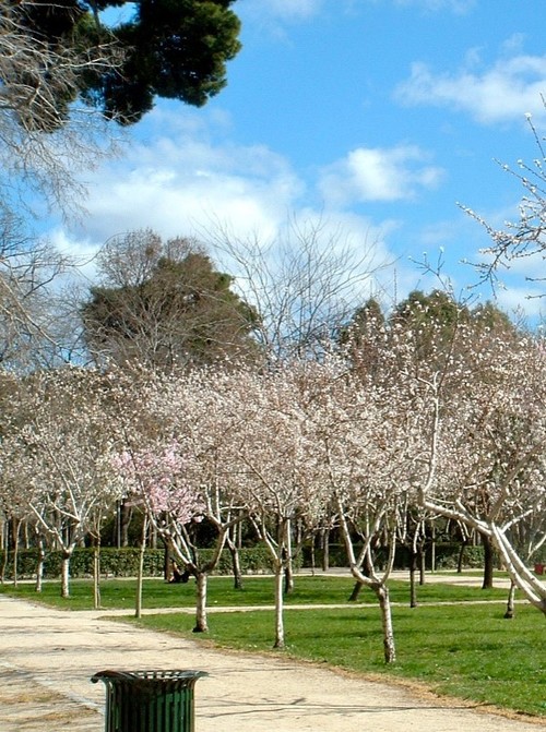 Prunus dulcis o almendro.jpg - Miguel Gomez