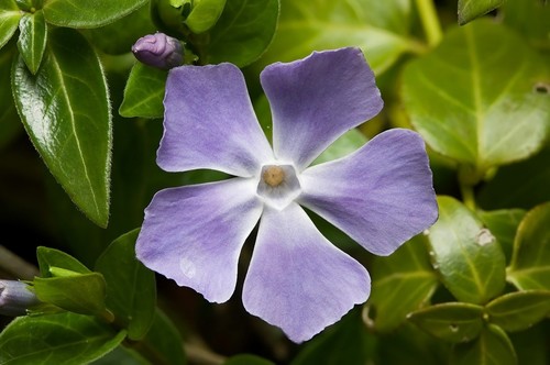 Vinca major L. o hierba doncella 2.jpg - Miguel Gomez